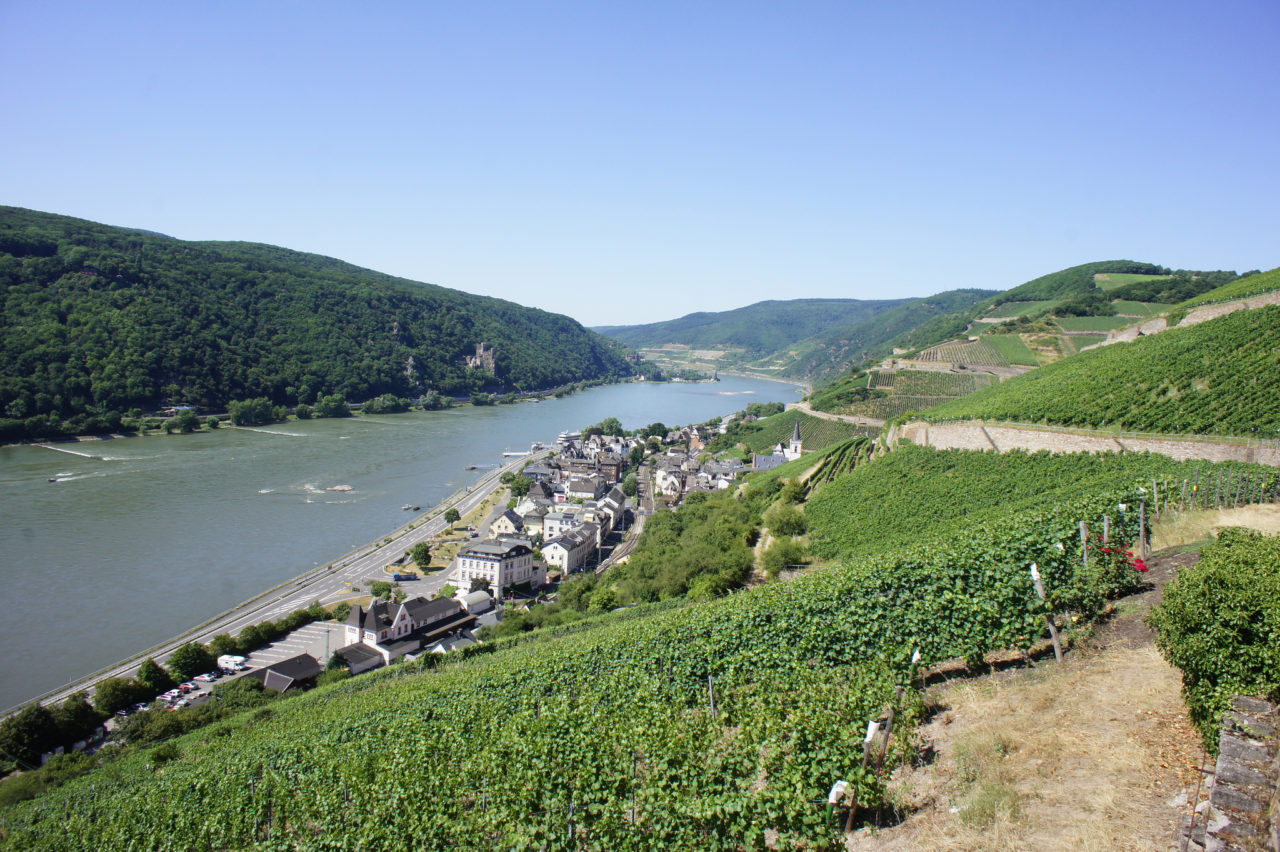 Eurovelo 15: la pista ciclabile del Reno