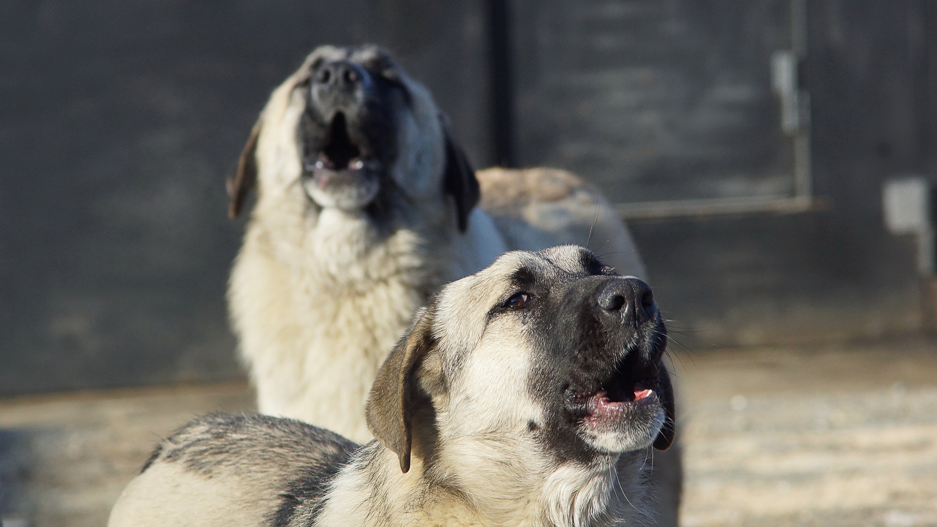 Ciclista aggredito  da un gruppo di cani randagi .