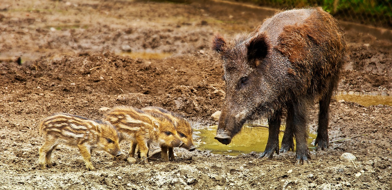 Ciclista travolto da un cinghiale .
