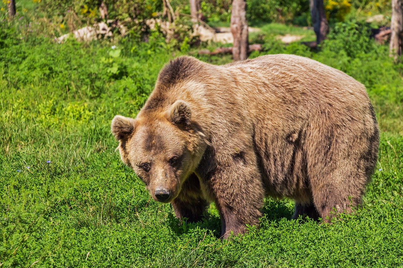 Incontro Ravvicinato tra Uomo e Orso in Valle dei Laghi: Un Biker Inseguito a Ciago