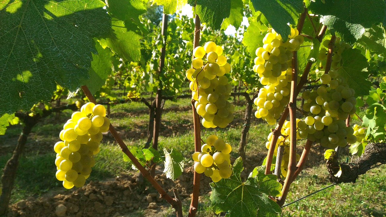 Brescia-Franciacorta – Pedalare tra le bollicine e i paesaggi incantati della Franciacorta