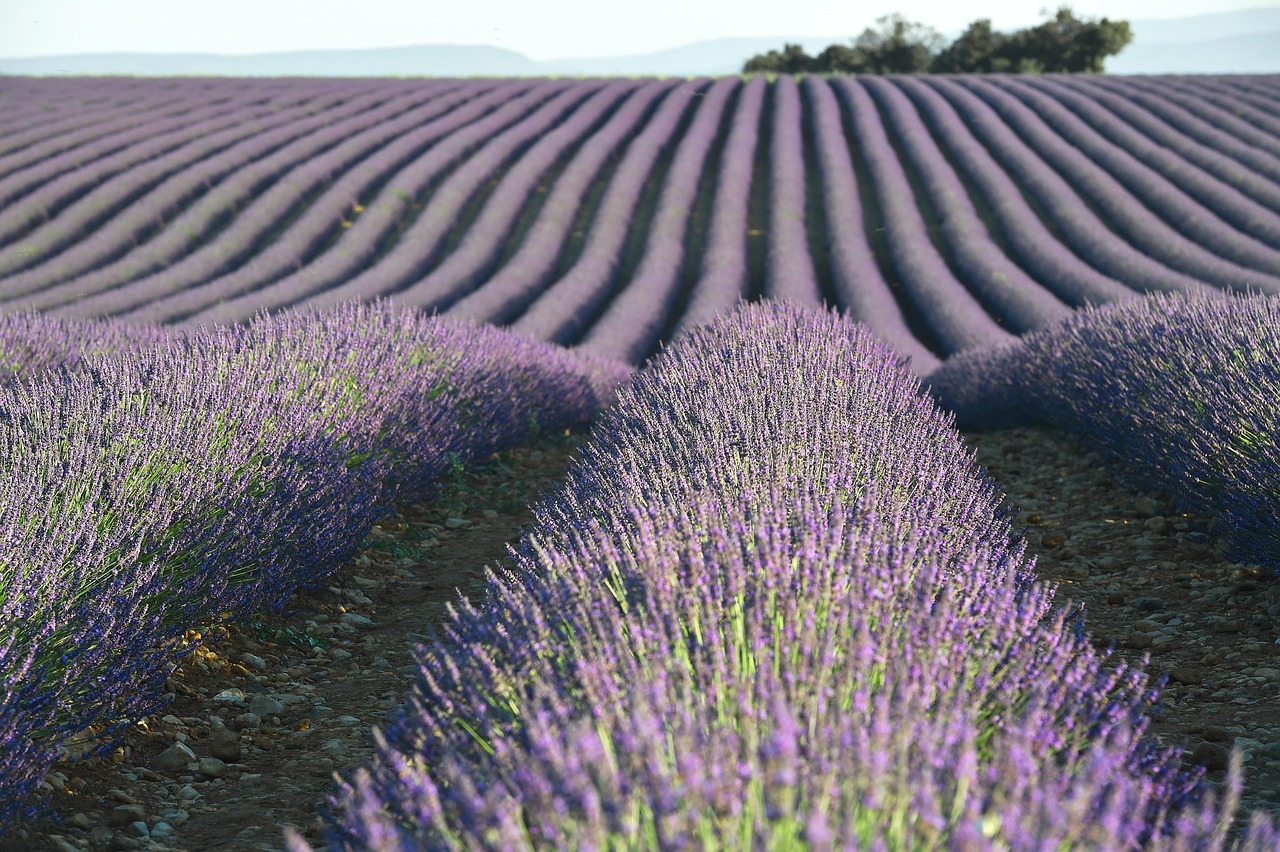 Provenza in bicicletta: tra lavanda e Gorges de la Nesque