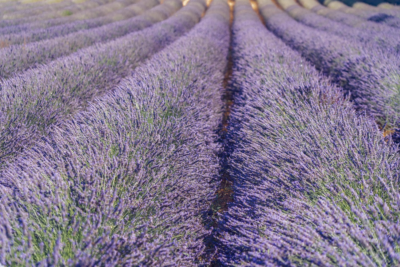 Il giro del Luberon: pedalare tra borghi e lavanda